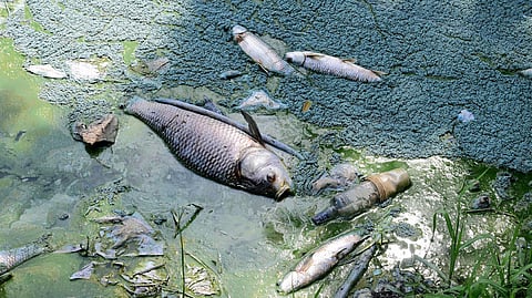 Dead fish float in Kommaghatta Lake  in Kengeri | Vinod Kumar T
