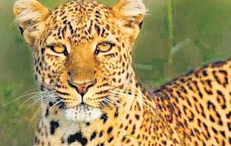 Forest officials told to follow protocol while saving animals
