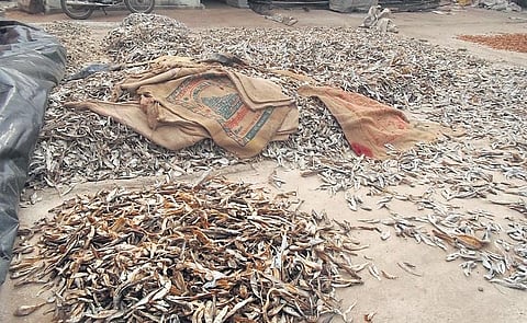 A dry fish making unit in Kendrapara