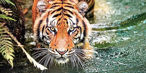 Tiger