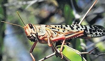 Locusts
