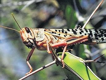 locust
