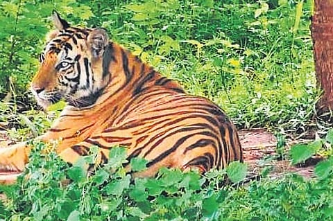 Tigress to head back to Madhya Pradesh home in a month: NTCA