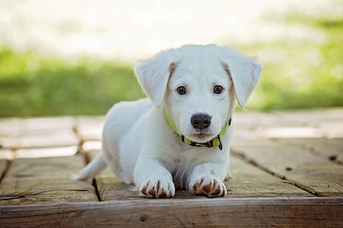 Image of a dog used for representational purpose.