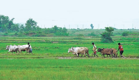 Farmers cultivating their land in a village in Kendrapara district. (Photo| EPS)