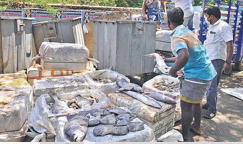 Ashok, a fish vendor at Villivakkam, dumping fish in garbage on Friday on hearing that the sale was banned | Debadatta mallick