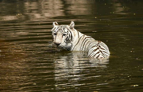 At Nehru Zoological Park in Hyderabad, a white tiger is seen taking a dip to cool itself. (Vinay Madapu | EPS)