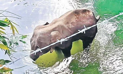 The deceased elephant  Pic courtesy |  Mohan Krishnan