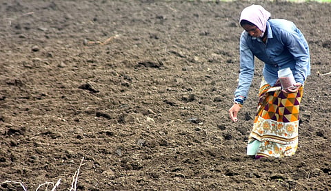 A woman farmer seen sowing seeds. (File Photo | EPS)