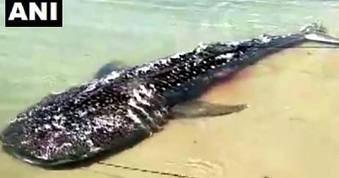 The carcass of an 18-feet-long, one-toed sperm whale washed ashore on Atrankarai. (Photo | ANI)