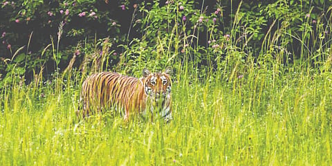 Tiger hiding behind a bush at Bandipur Tiger Reserve. (Photo | EPS)