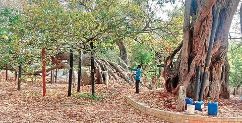 New leaves sprout from the Pillalamarri banyan tree in Mahbubnagar, after officials started administering it with Panchagavya, an organic pesticide
