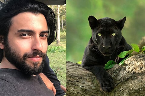 Behind every mesmerising shot of Saya’s piercing eyes or lithe body atop a tree lies 6-8 exhausting hours of tracking in the jungle. (Photo | Shaaz Jung, Instagram)