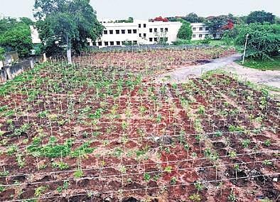 Osmania University will turn into Green Campus as HMDA   has taken up massive plantations in the entire campus