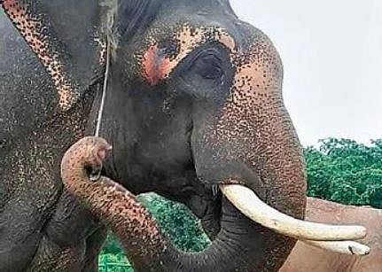Sunder, the 20-year-old tusker, was brought to BBBP in 2014 after he was rescued from a temple in Maharashtra