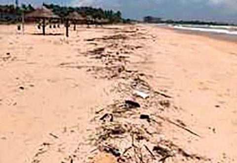 Madi Kasa accumulates along the shoreline of Malpe beach | Express