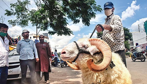 A sheep weighing roughly 70 kg and  worth Rs 80,000 is displayed for sale ahead of Bakrid. (Photo| EPS/Vinay Madapu)