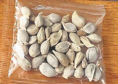 An unsolicited package of seeds.
