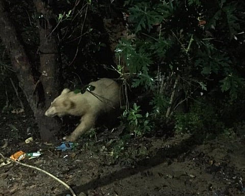 The photo of the bear captured by a local resident on his mobile phone camera at Domanhil in Chirmiri was shared with the local forest officials.  (Photo | Ilyas Ahmed Siddiqui, Handout)