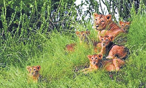 Lion population has registered an increase of 25% in the last five years | Twitter