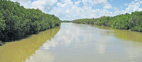 Mangrove forest in Bhitarkanika National Park. (Photo | Express)