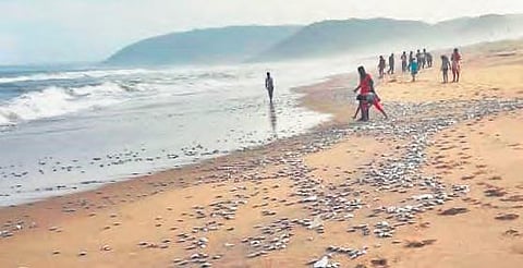 (For representation) A large number of fish washed ashore at Rushikonda beach in Visakhapatnam on Tuesday. Local people are seen collecting the fish. (Photo | Express)