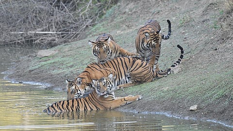 Three tigers in a playful mood at Nagarhole National Park and Tiger Reserve. 
