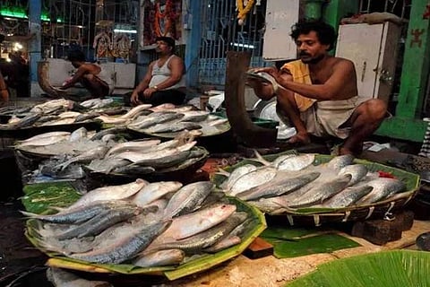 Representational image of Hilsa fish (File Photo | PTI)