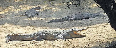 With over 2,000 animals to feed, the Madras Crocodile Bank was struggling to make ends meet.
