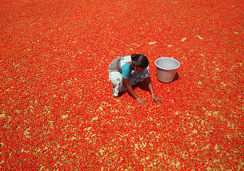 Woman drying red chillies in sun. (Photo | S Bala, EPS)