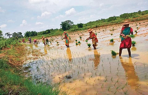 Farmers planting paddy saplings on a field in Dhenkanal district | EXPRESS