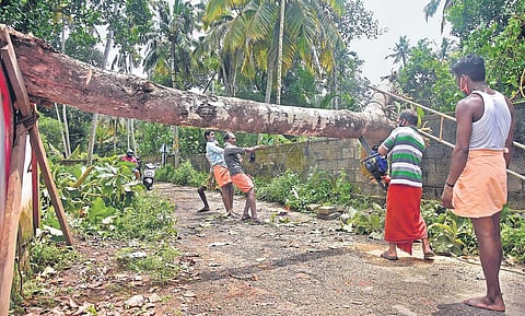 Local people removing a tree that got uprooted in the heavy rain and fell across the road blocking traffic near Perunguzhi railway station in Thiruvananthapuram on Thursday  | B P Deepu