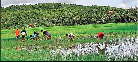 Ploughing youth power and cultivating paddy