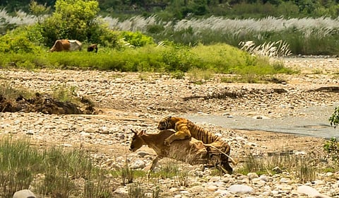 concerns have been raised regarding change of behaviour in big cats. (Photo | Mukesh Yadav)