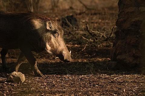 The victims, Santosh Swain and his wife Mamata, were attacked by a boar when they were going to their paddy field early in the morning.