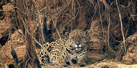 A vast swath of a vital wetlands is burning in Brazil, sweeping across several national parks and obscuring the sun behind dense smoke. IN PIC: A jaguar lays near an area recently scorched by wildfires. (Photo | AP)