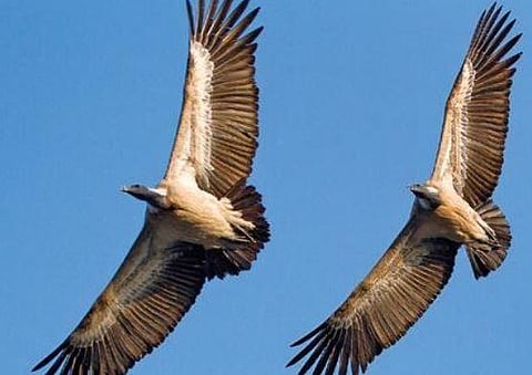 A new study finds that drugs used to treat cattle is decimating vulture populations | Tharangini Bala