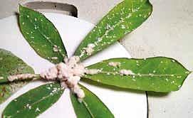 Cassava mealybugs have destroyed the tapioca crop in Tamil Nadu, Karnataka and Kerala. Sago, chips and wafers are some of  the products made out of  the tuber