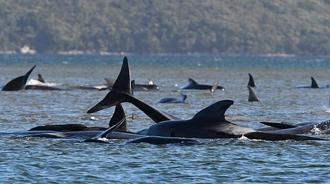 Stranded whales. (Photo| AP)