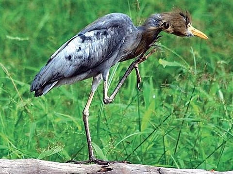 Melanistic Cattle Egret
