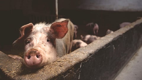 The total number of pigs to be killed in this exercise will be around 12,000. (Representational image)