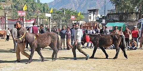 A three-day Lavi horse trade-cum-exhibition is held each year in November at Rampur town. (Photo| EPS)