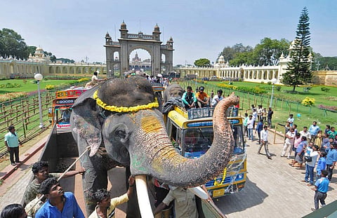 Elephants being boarded into lorries after the Dasara celebrations in Mysuru. (File photo|Udayshankar S, EPS)