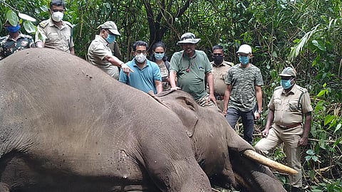 The elephant was found dead in the Valparai forest range of the Anamalai Tiger Reserve on Monday evening