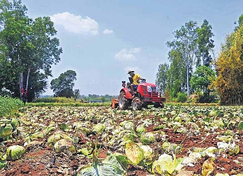 A distressed farmer destroys his cabbage crop after he failed to get a good price for the produce | Ashishkrishna HP