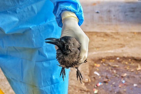 Forest department official picks a sick crow from a roadside. (File photo| PTI)