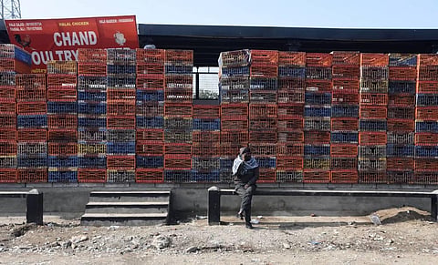 A Worker sits at the Ghazipur wholesale poultry market after it was closed for 10 days as a preventive measure against the spread of bird flu. (Photo | Parveen Negi/EPS)
