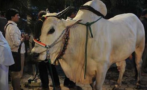Ongole bull at the Dream Bull show. (File | EPS)