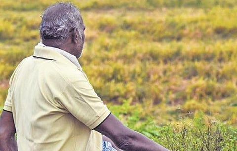 Representative Image of damaged paddy crop