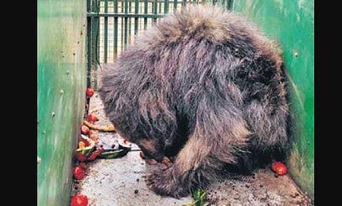 The 18-year-old female bear was sent to Kamlapur zoo | Express